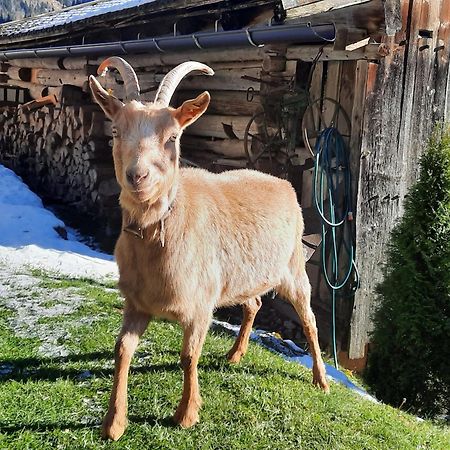 Ferienwohnungen Rieder Gerlos Buitenkant foto